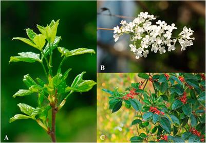 Syringin: a naturally occurring compound with medicinal properties